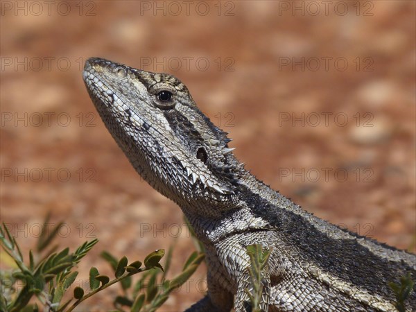 Western dwarf bearded dragon