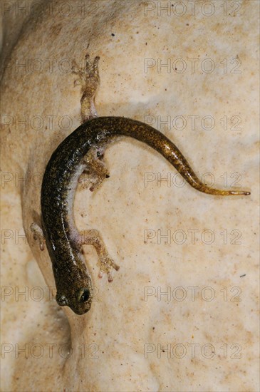 Sopramonte Cave Salamander