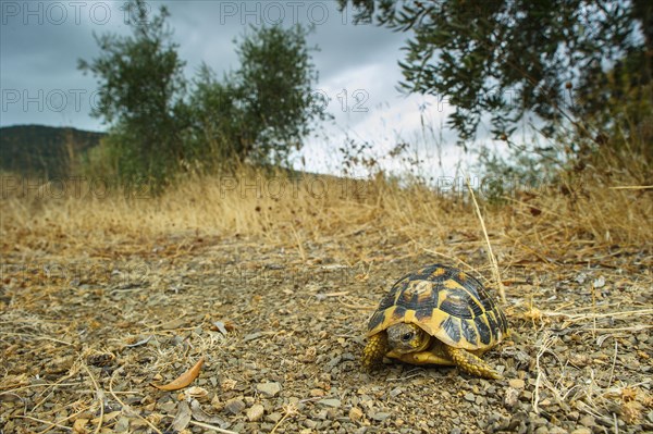 Greek tortoise