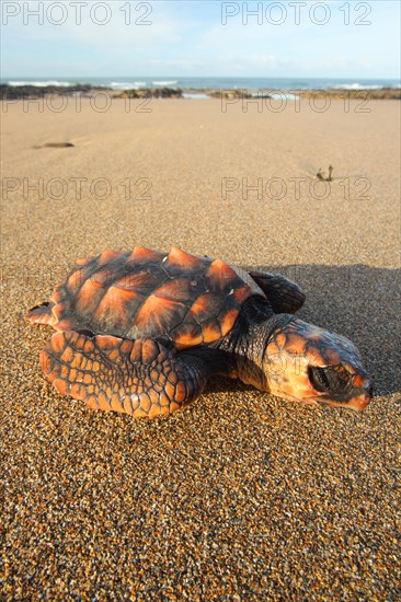 Loggerhead turtle