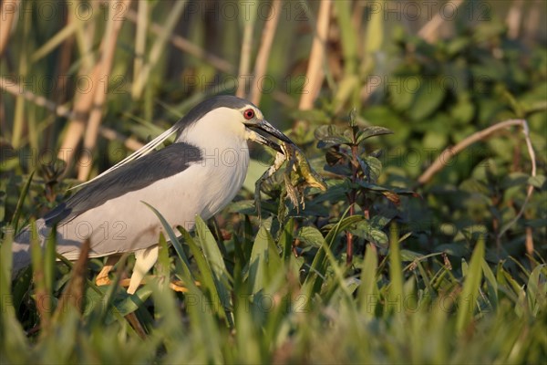 Black-crowned Night-heron