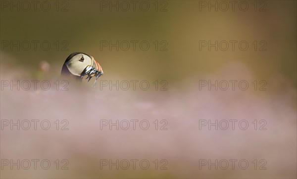 Atlantic Puffin