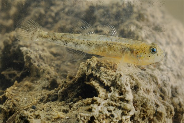 Adriatic Dwarf Goby