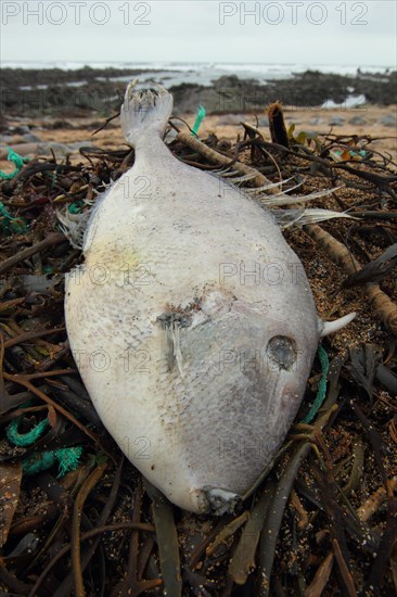 Grey Triggerfish