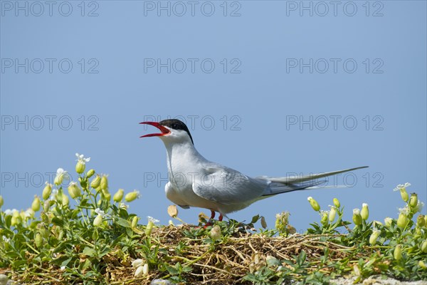 Arctic tern