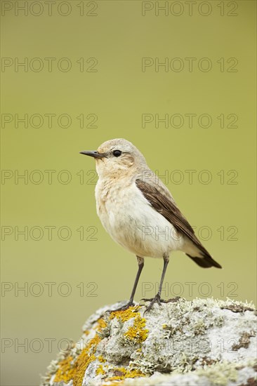 Northern Wheatear