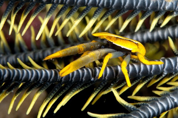 Baba's Crinoid Squat Lobster