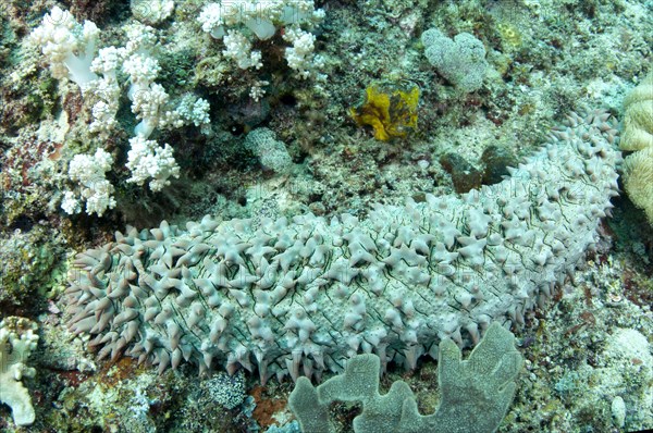 Pineapple sea cucumber