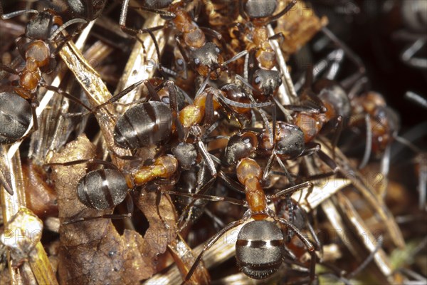 Southern Wood Ant