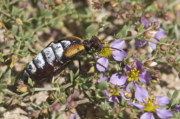 Blister beetle