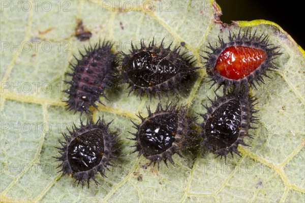 Kidney-spotted globe ladybird