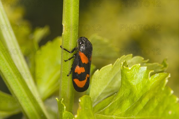 Red-and-black froghopper