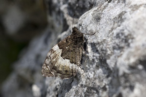 Woodland grayling