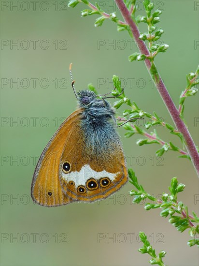 Pearly heath