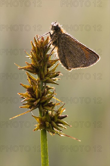 Small Skipper