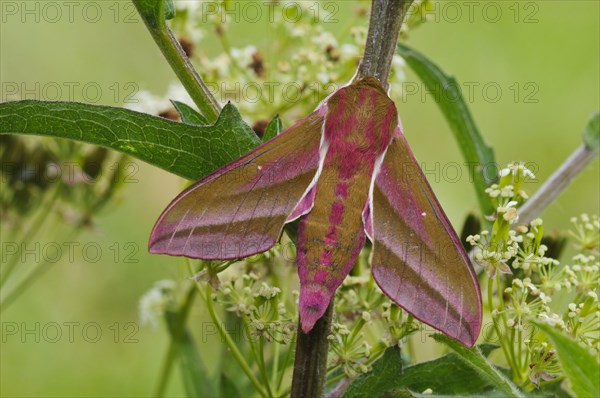 Elephant hawk-moth