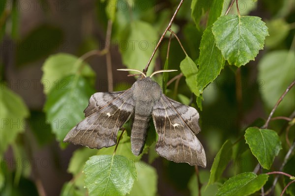 Poplar hawk-moth