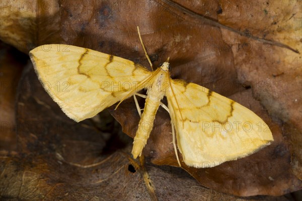 Barred Straw Moth