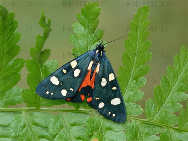 Scarlet tiger moth