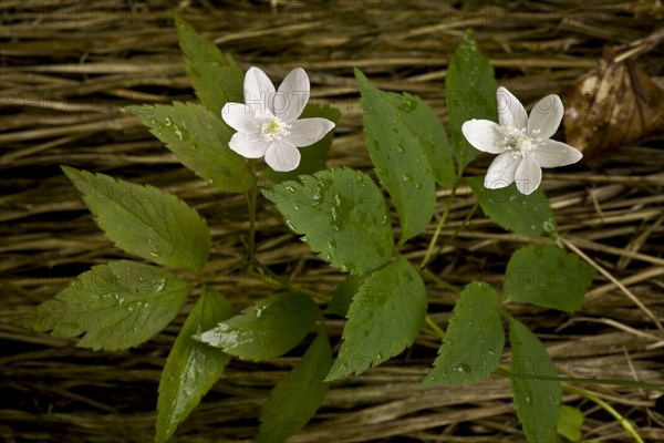 Three-leaved Anemone