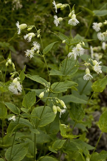 Fringed Campion