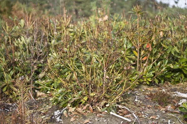 Common pontic rhododendron