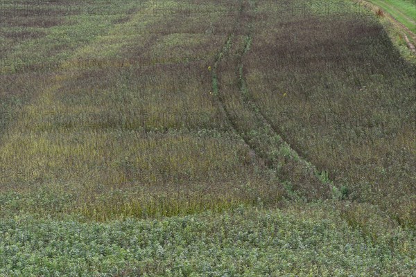 Field bean rust