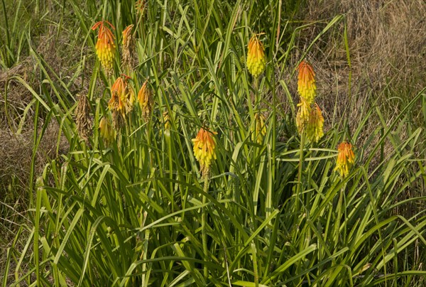 Red Hot Poker