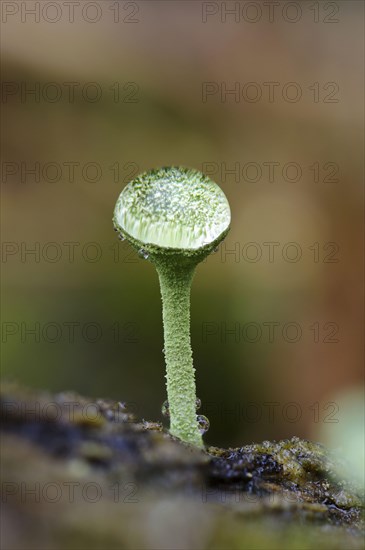 Cup Lichen