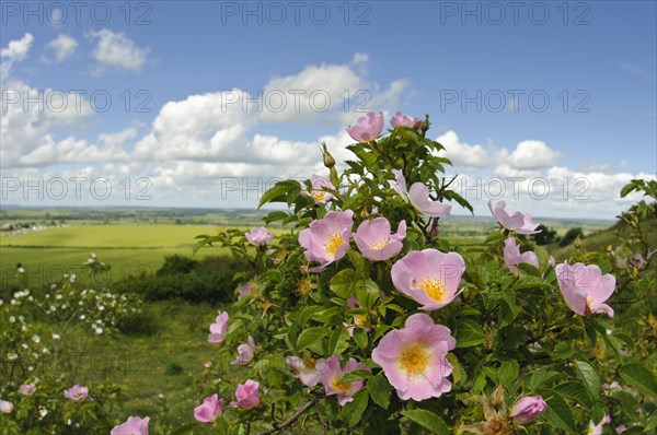 Sweet Briar