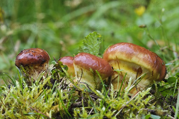 Larch Bolete