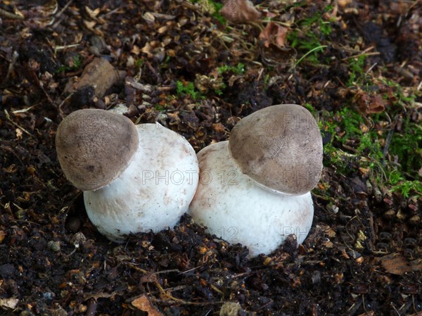 Parasol Mushroom