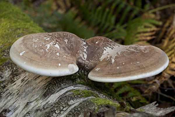 Birch Polypore