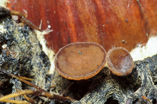 Cup Fungus