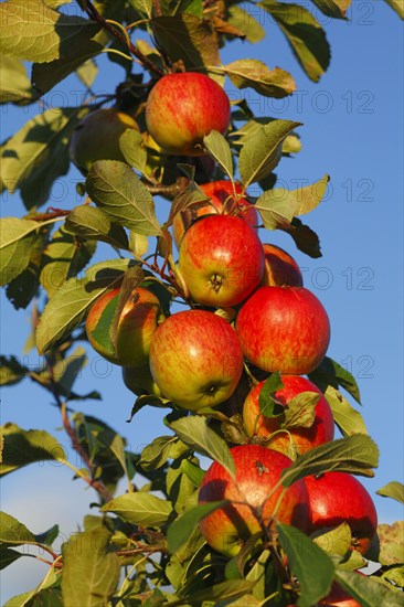 Cultivated apple tree