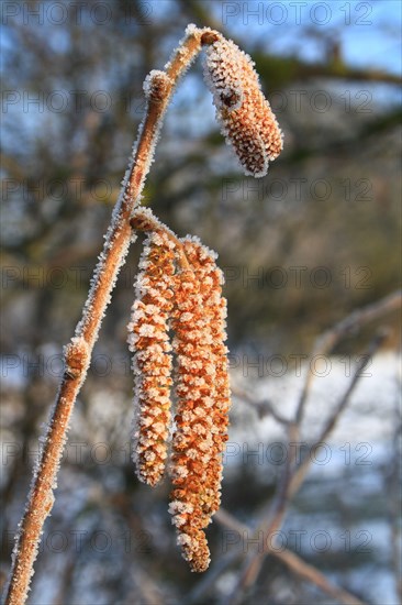 Common Hazel