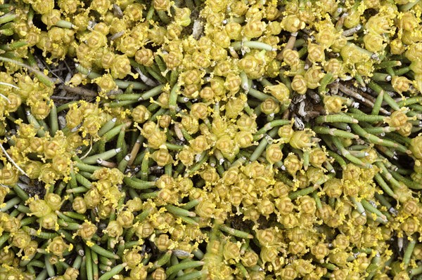 Patagonian ephedra