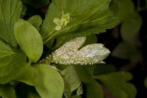 Moschatel