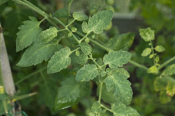 Two-spotted spider mite