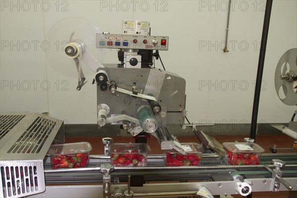 Strawberry production line