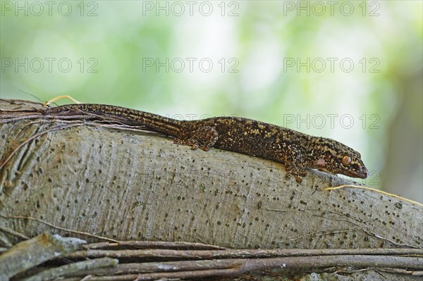 Seychelles bronze gecko