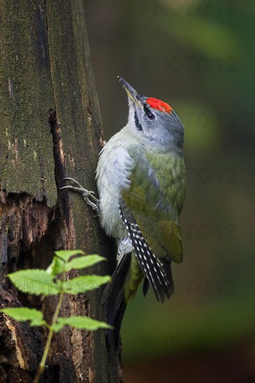 Grey-headed woodpecker