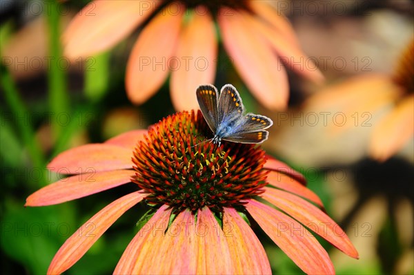 Common blue butterfly