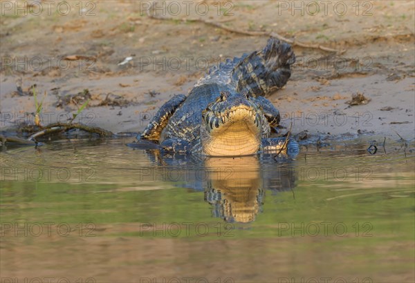 Yacare caiman