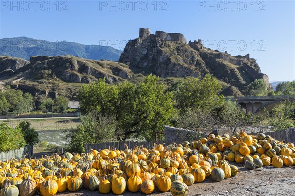 Pumpkin farm