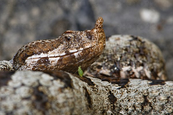 Nose-horned viper