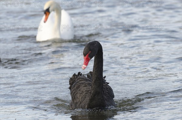 Mourning Swan