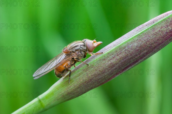 Beak hoverfly