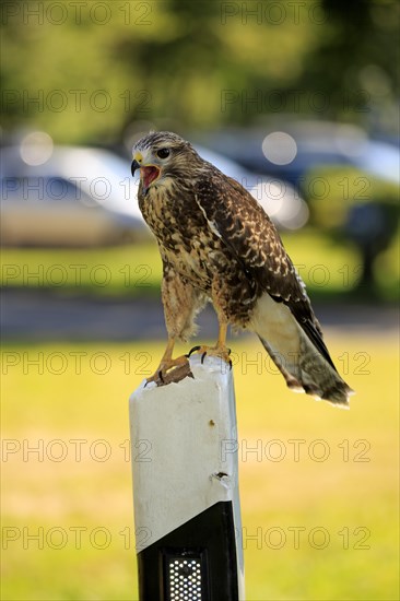 Common Buzzard