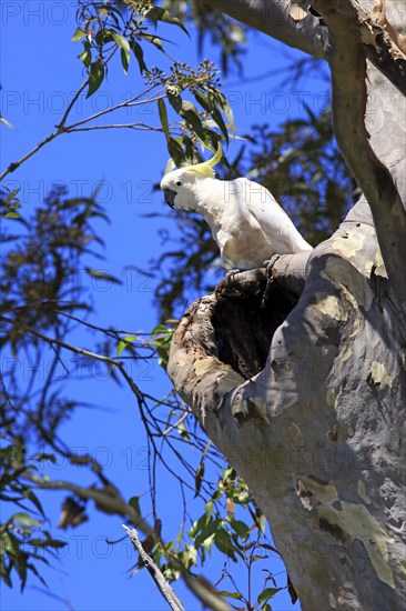 Sulphur-crested cockatoo